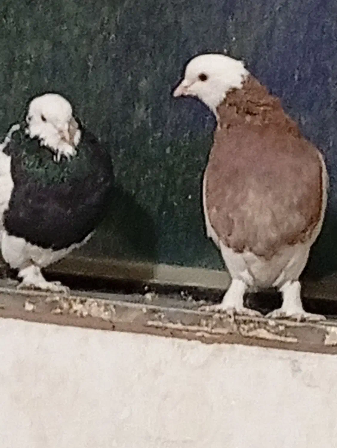 طوقی بی کاکل|پرنده|خوسف, |دیوار