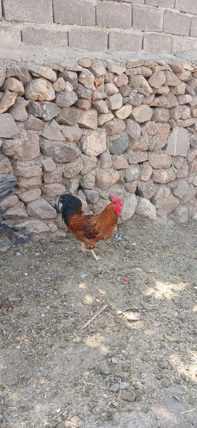 خوروس|حیوانات مزرعه|میان جلگه, |دیوار
