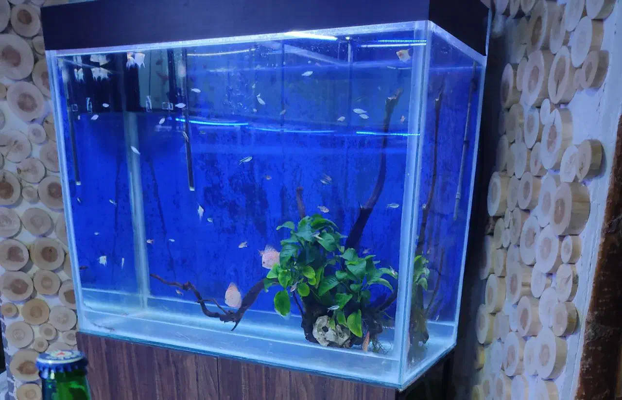 فروش اکواریوم|ماهی|داراب, |دیوار