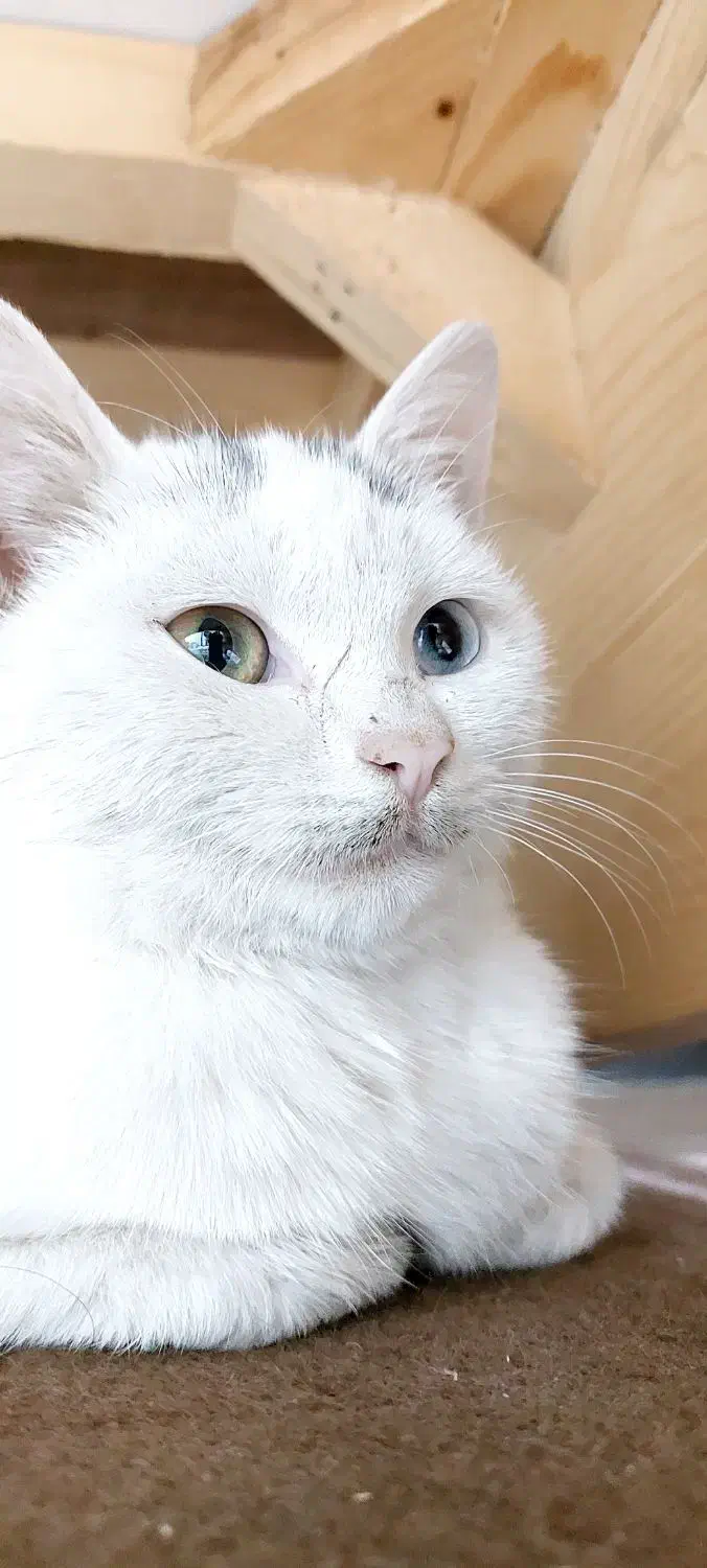 گربه آنگورا ترکیبی چشم رنگی|گربه|شیراز, تندگویان|دیوار