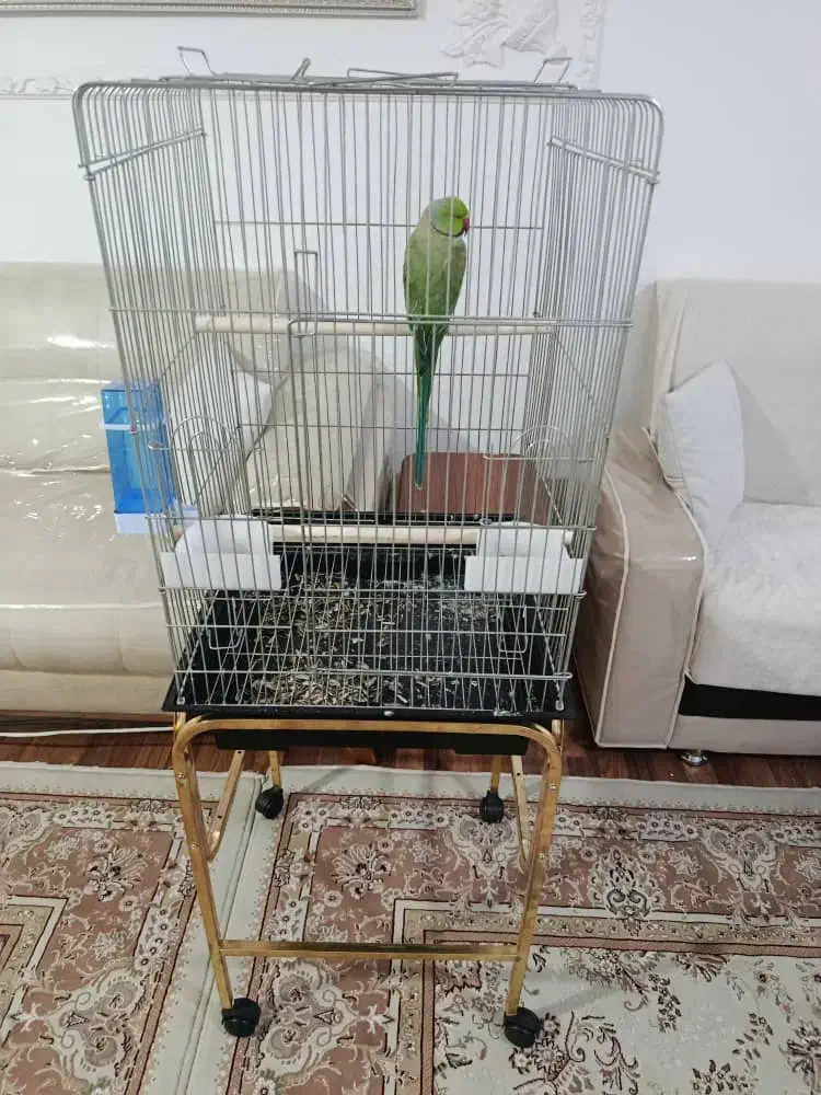 ملنگو|پرنده|ارومیه, |دیوار