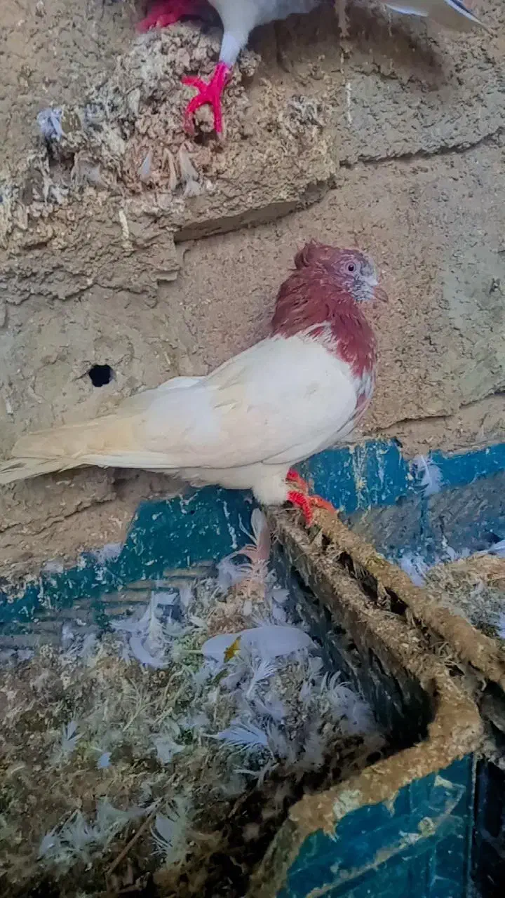 کبوتر تکپر|پرنده|علی‌آباد کتول, |دیوار
