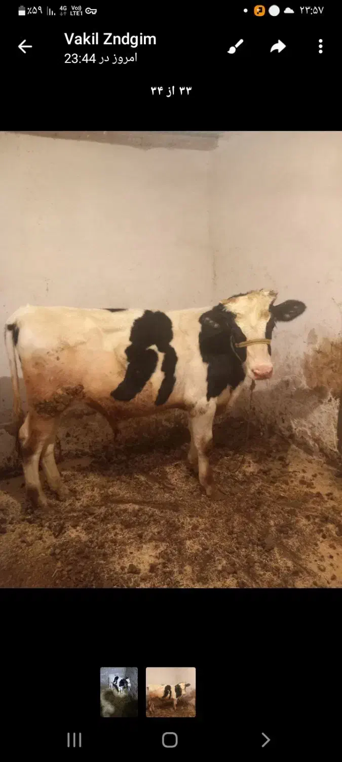 گاو شیری|حیوانات مزرعه|دینور, |دیوار