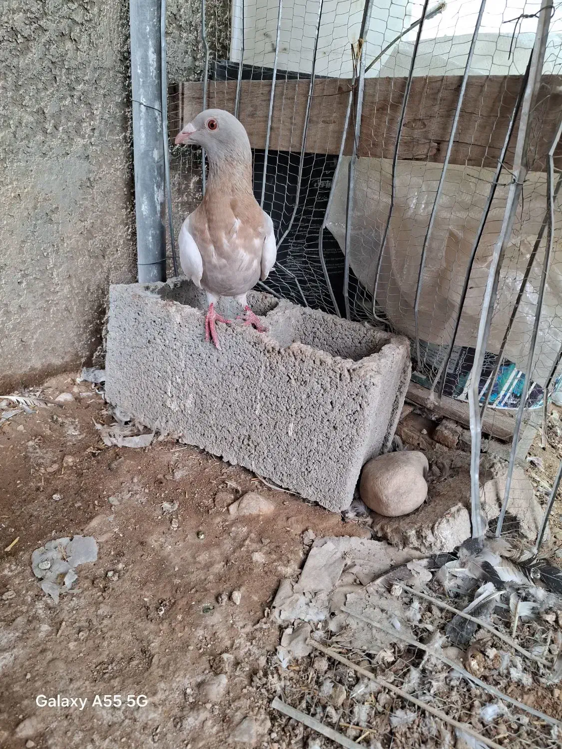 کبوتر|پرنده|برازجان, |دیوار