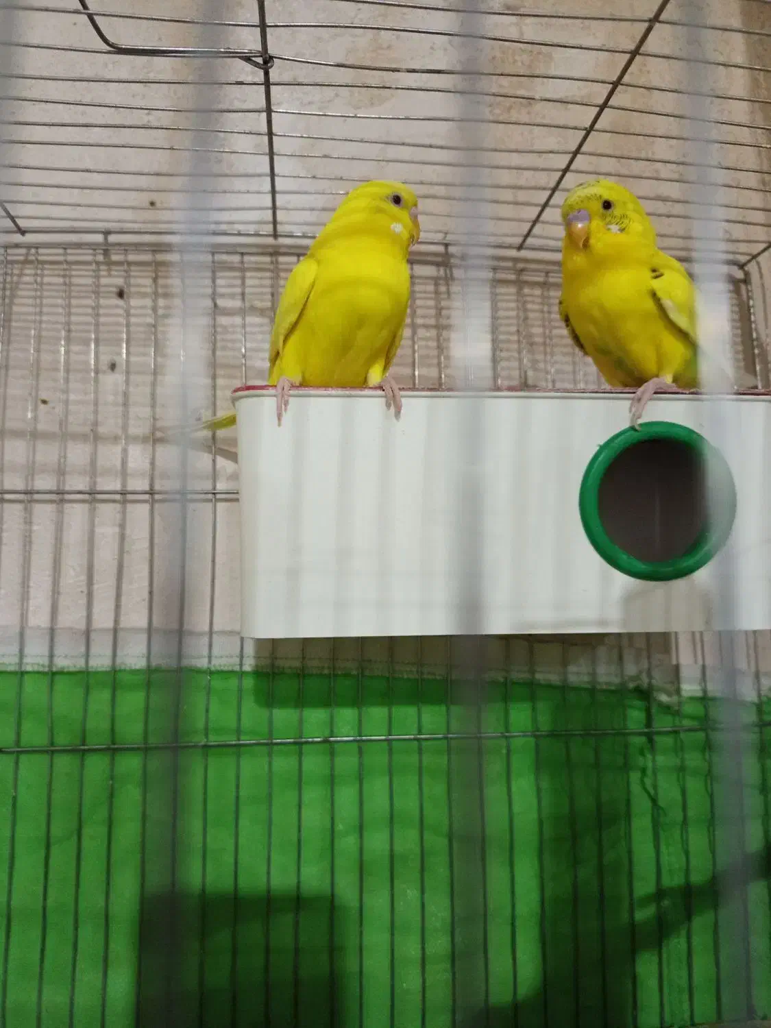 مرغ عشق نر و ماده|پرنده|سقز, |دیوار