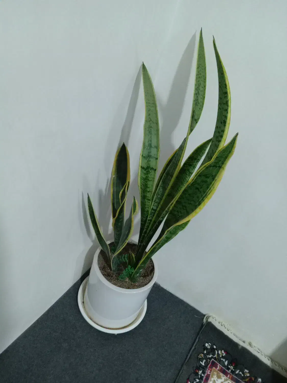 گل فروشی|گل و گیاه طبیعی|پیر سلیمان, |دیوار