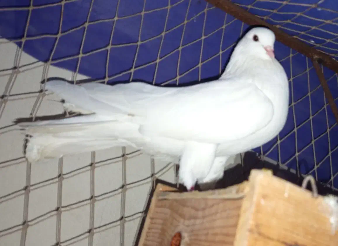 پروازی سفید|پرنده|رودسر, |دیوار