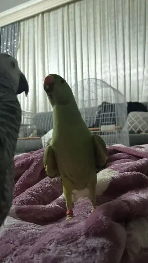 طوطی ملنگو سخنگو|پرنده|مشهد, رضاییه|دیوار