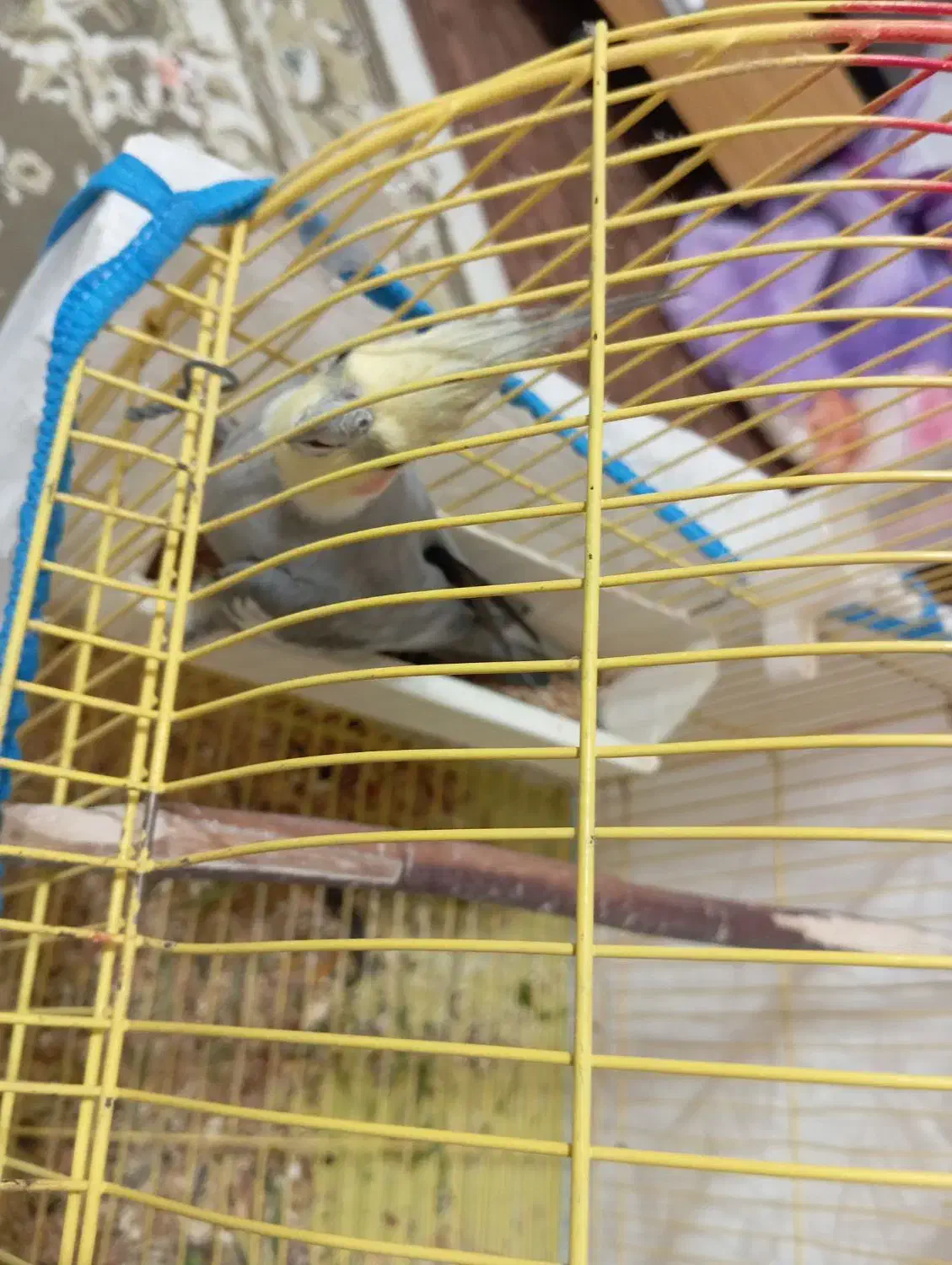 عروس هلندی|پرنده|خمینیشهر, |دیوار