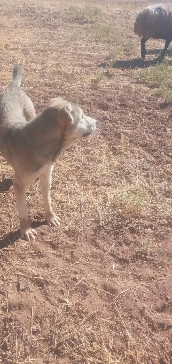 سلام ی قلاده توله سگ سرابی مخصوص مخصوص نگهبانی|سگ|قیدار, |دیوار