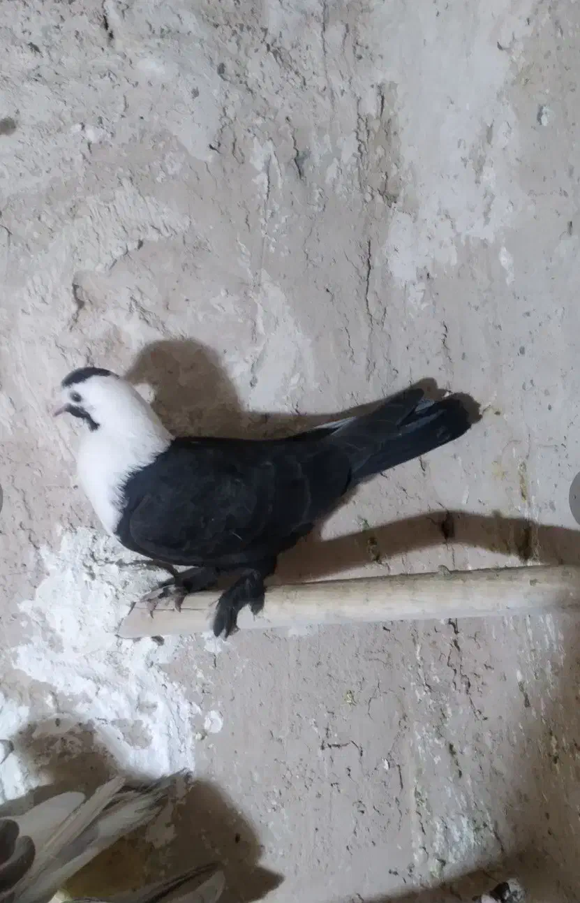 کربلایی|پرنده|طبس, |دیوار