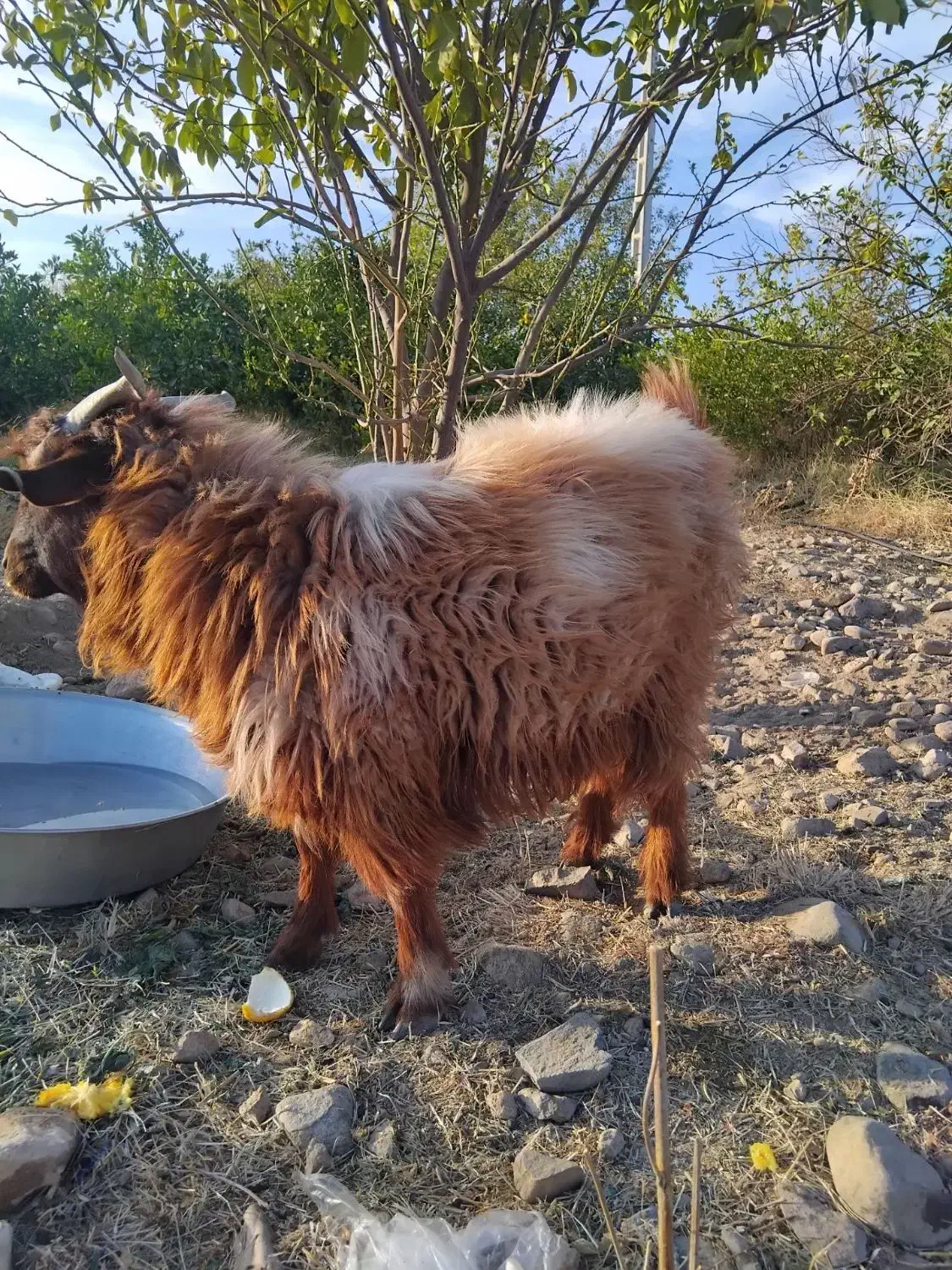 گوسفند نری  قیمت۸۳۰۰|حیوانات مزرعه|جیرفت, |دیوار