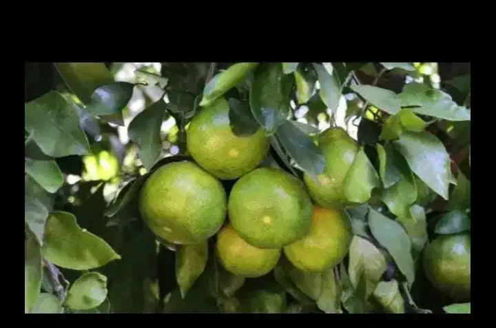 پرتغال سردرختی نارنگی ژاپنی تامسون خونی|خدمات باغبانی و درختکاری|ساری, |دیوار