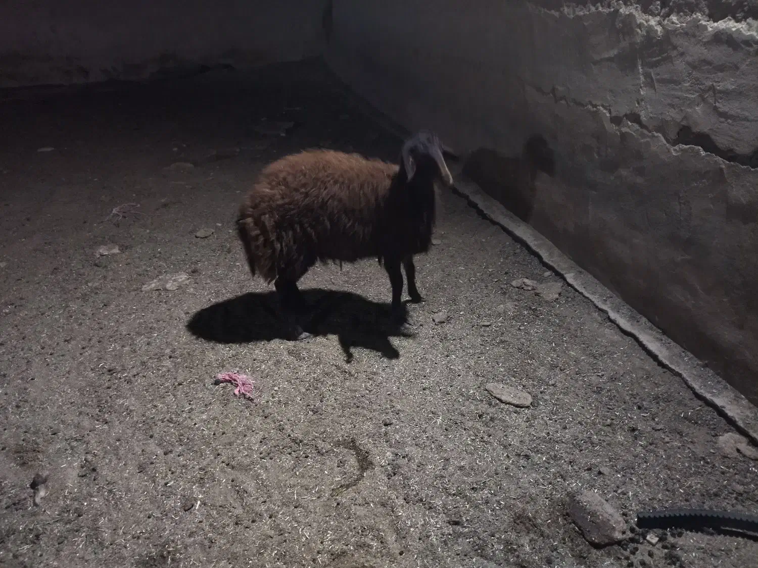 بره ماده افشاری کیلوی 310|حیوانات مزرعه|چناران, |دیوار