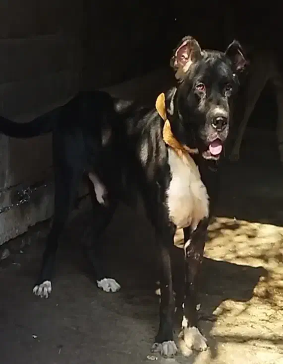 سگ سرابی|سگ|رشت, جماران|دیوار