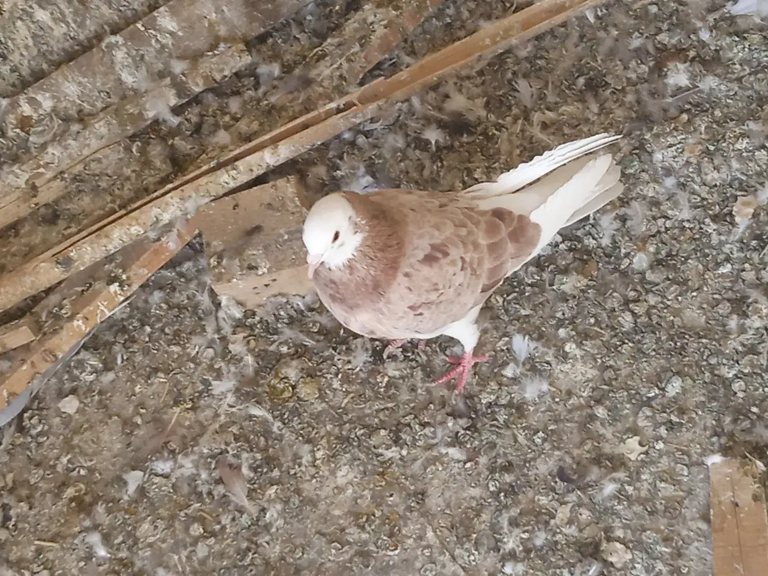 حراج کله سرخ دوبال. هفت رنگ هفصددوتا|پرنده|تاکستان, |دیوار