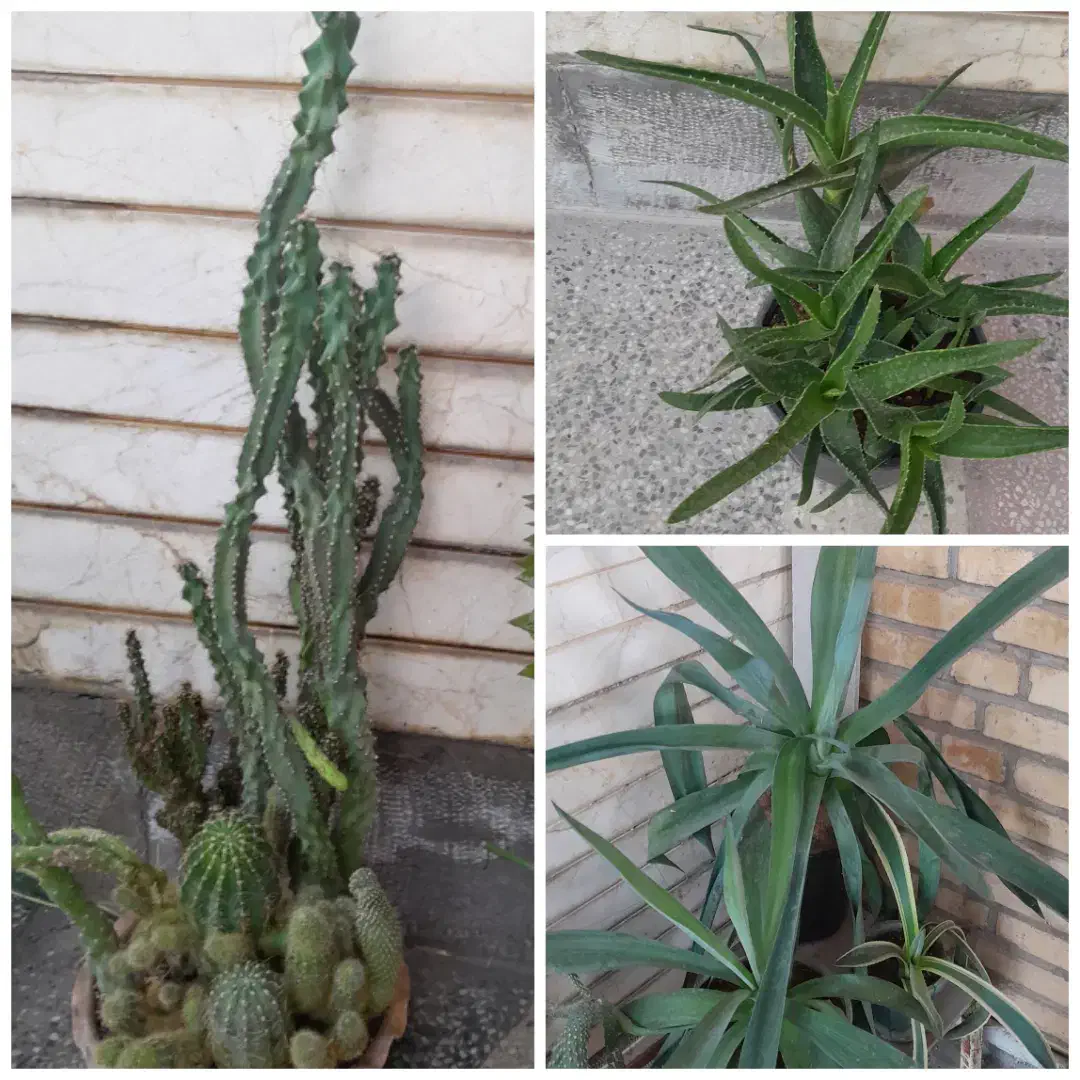 گل وکاکتوس|گل و گیاه طبیعی|فسا, |دیوار