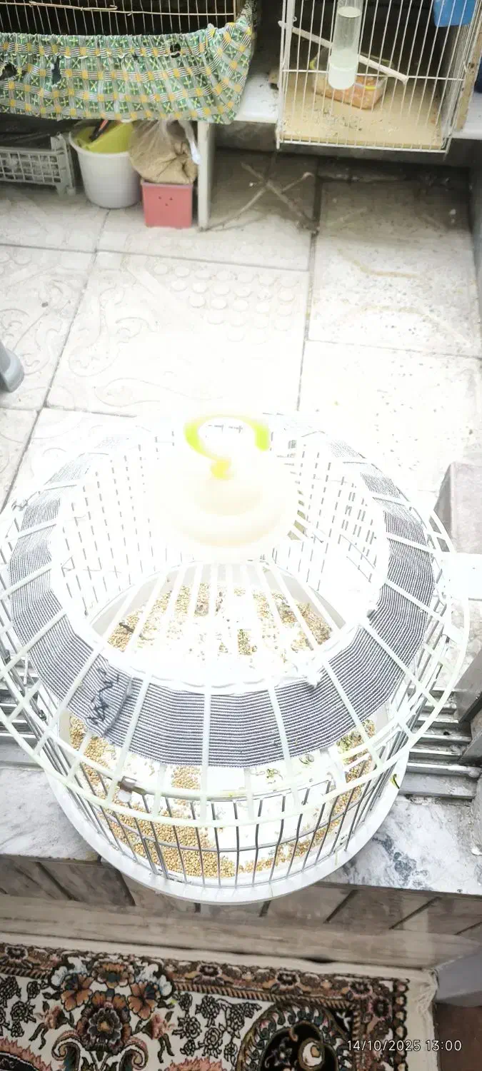 قفس|لوازم جانبی حیوانات|مشهد, شهید قربانی|دیوار