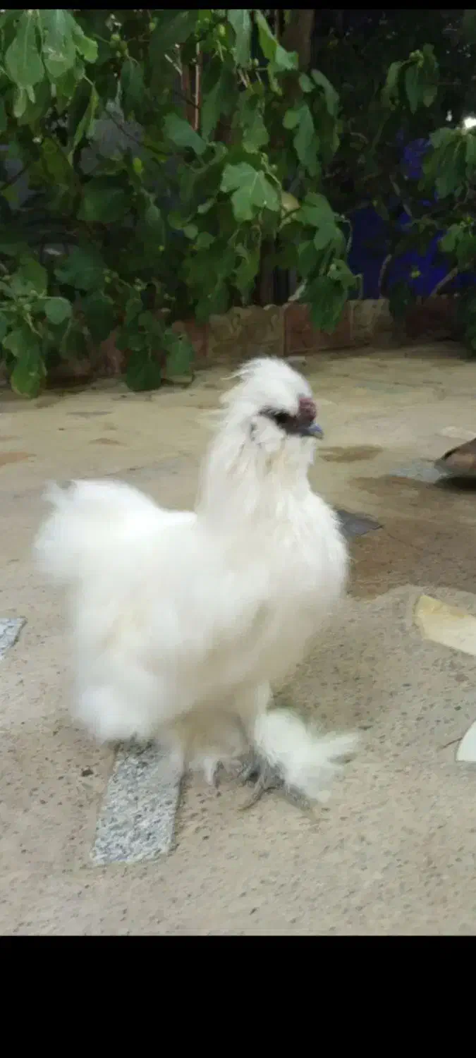 تخم نطفه دار برهما ریش دار و تخم ابریشمی|حیوانات مزرعه|تبریز, |دیوار