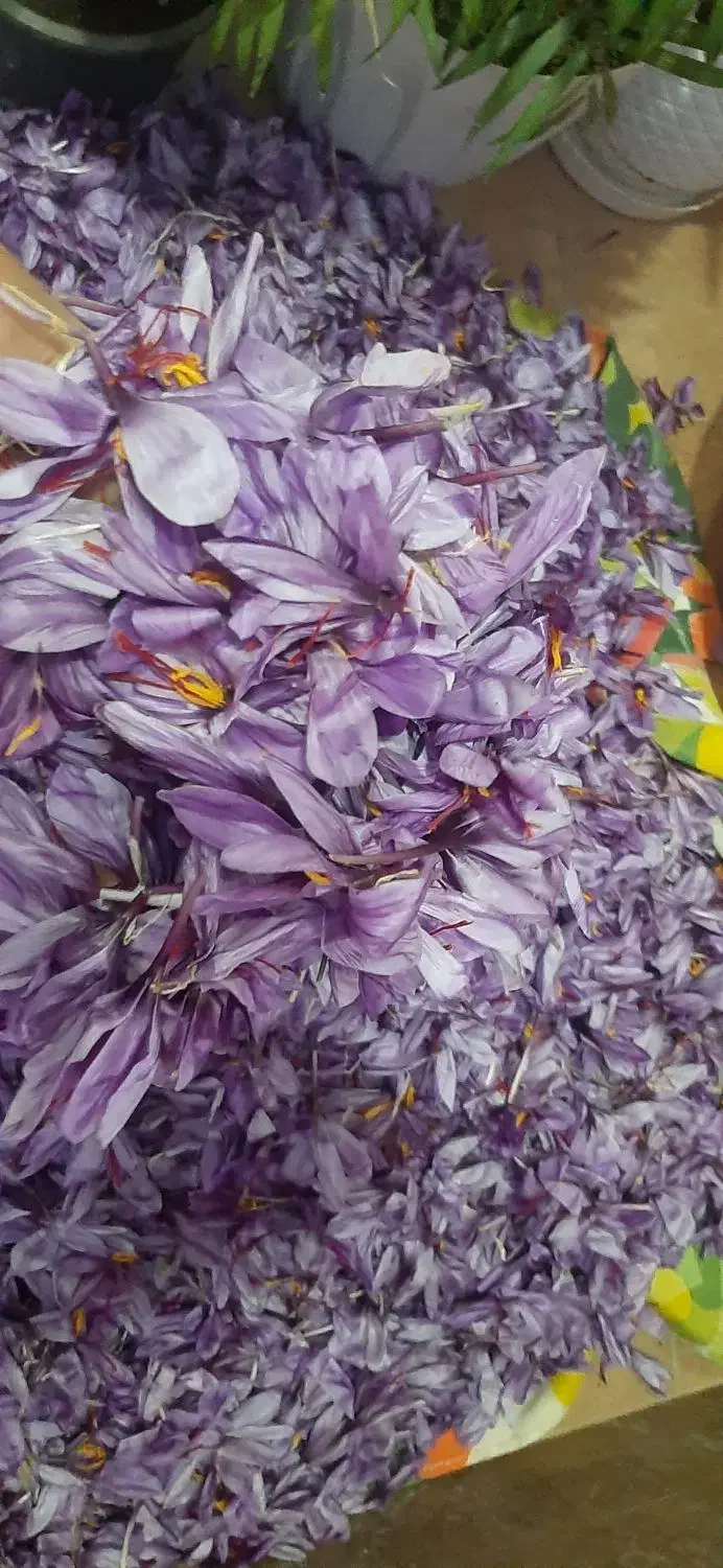 زعفران اصل اصل اصل|خوردنی و آشامیدنی|نکا, |دیوار