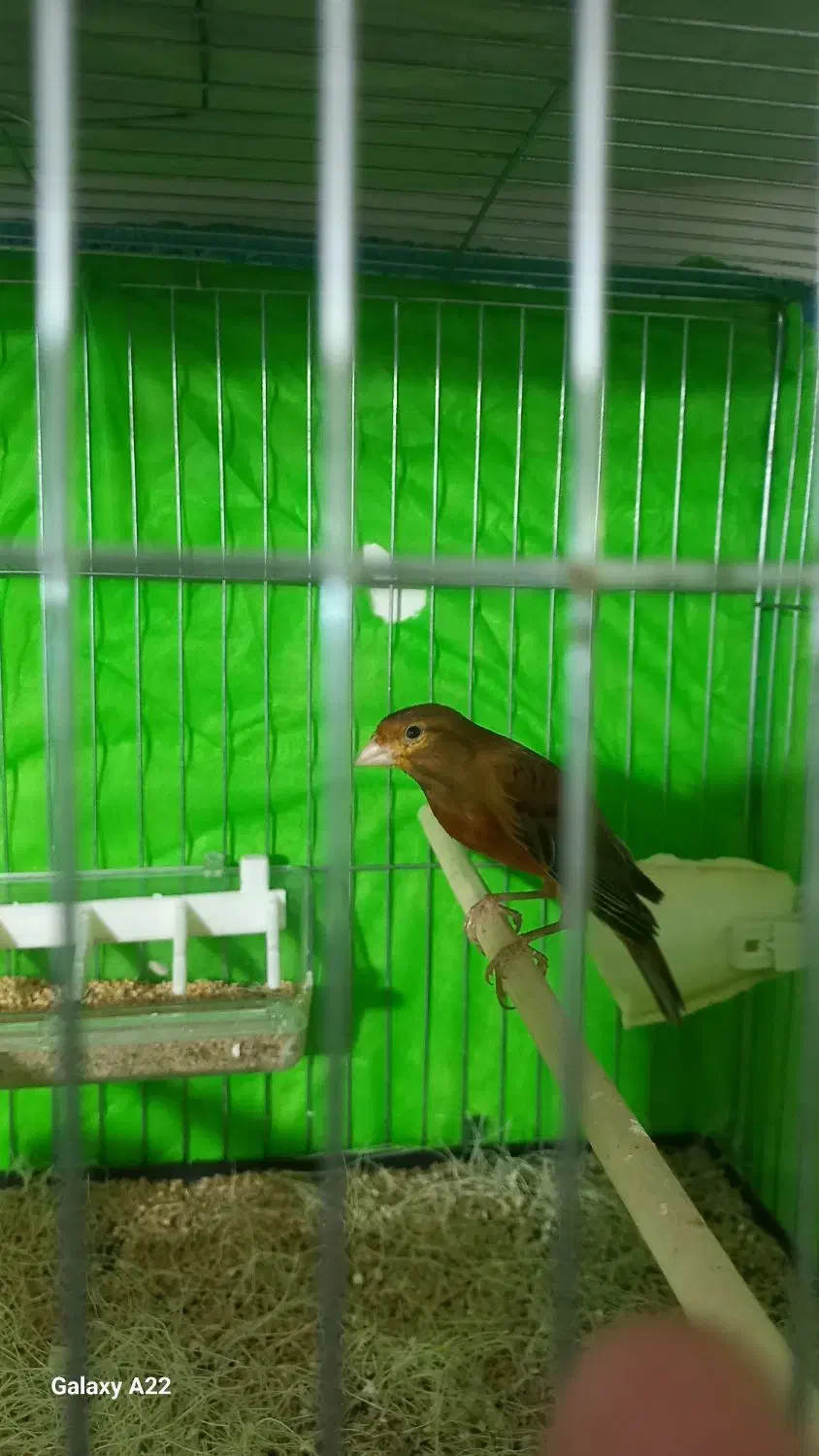 نر سرخ شور|پرنده|یزد, |دیوار