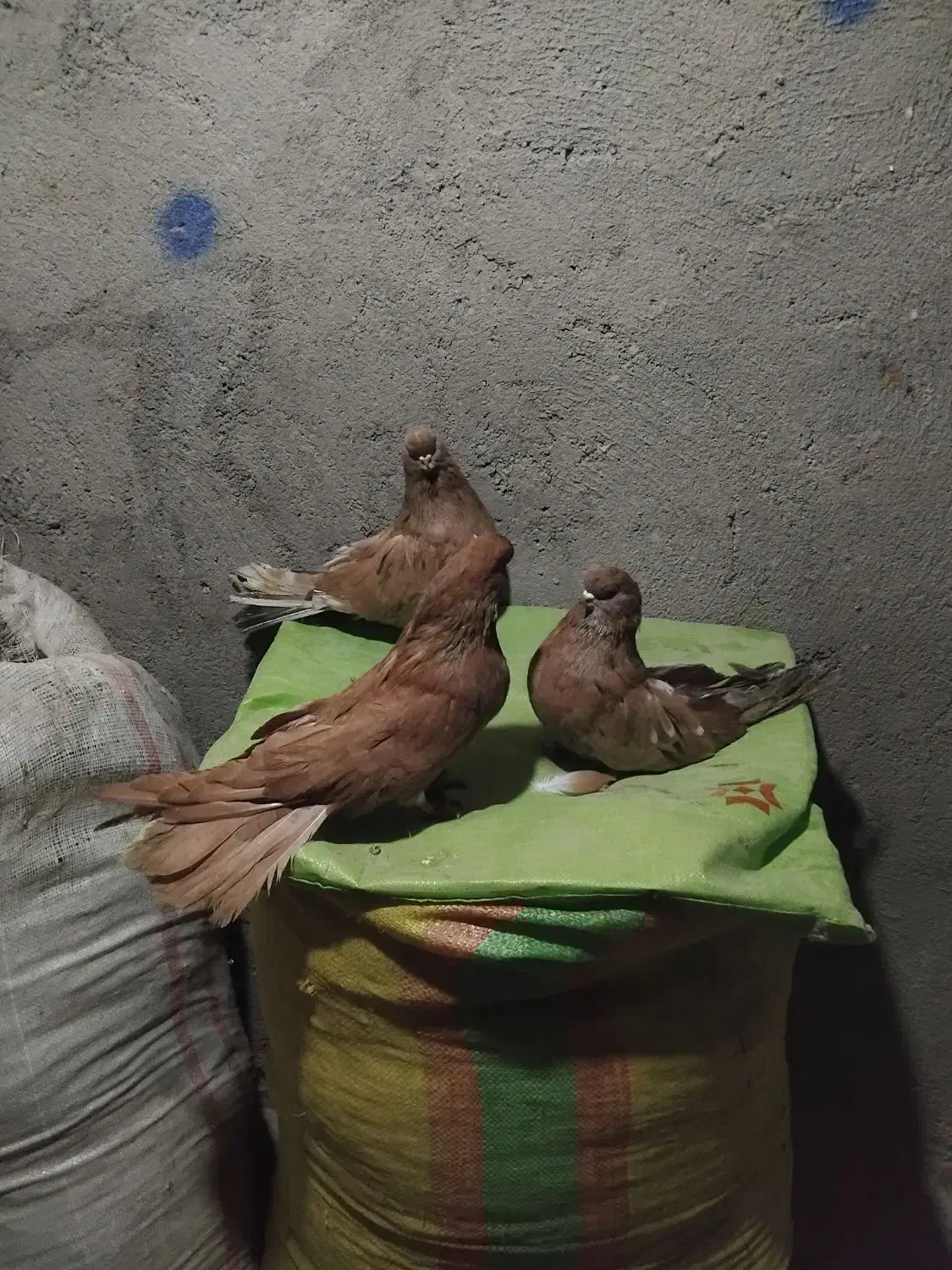 پرنده|پرنده|میانه, |دیوار