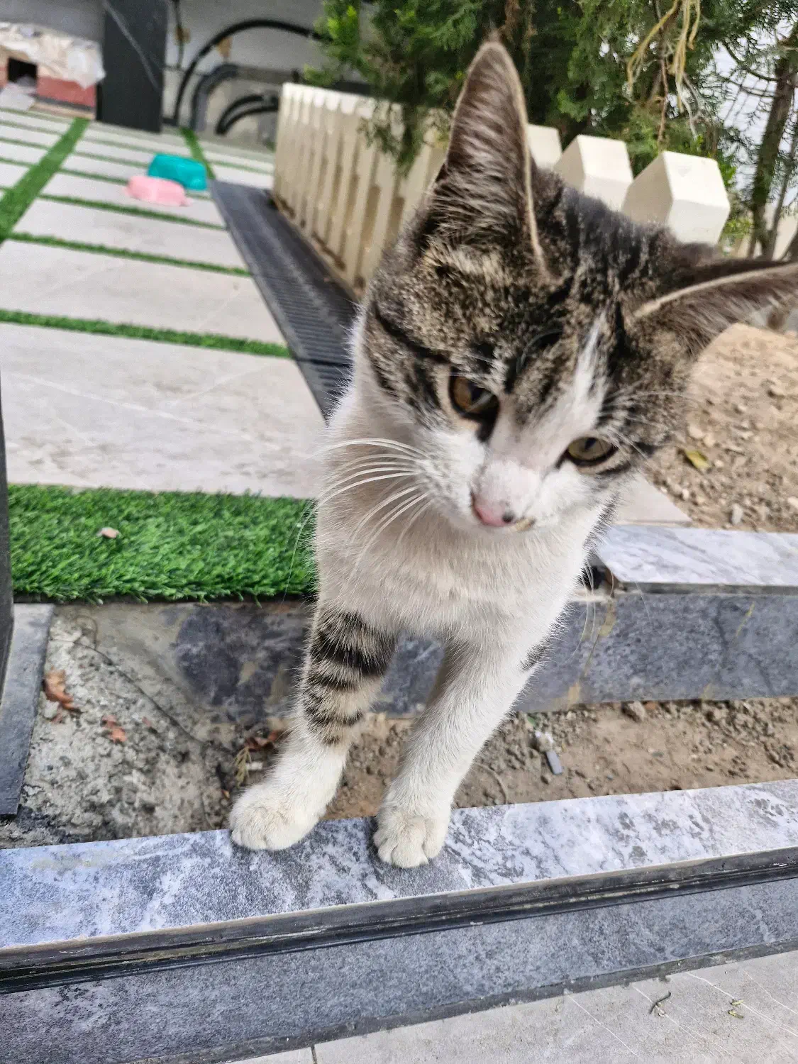 گربه|گربه|تهران, مهران (سیدخندان)|دیوار