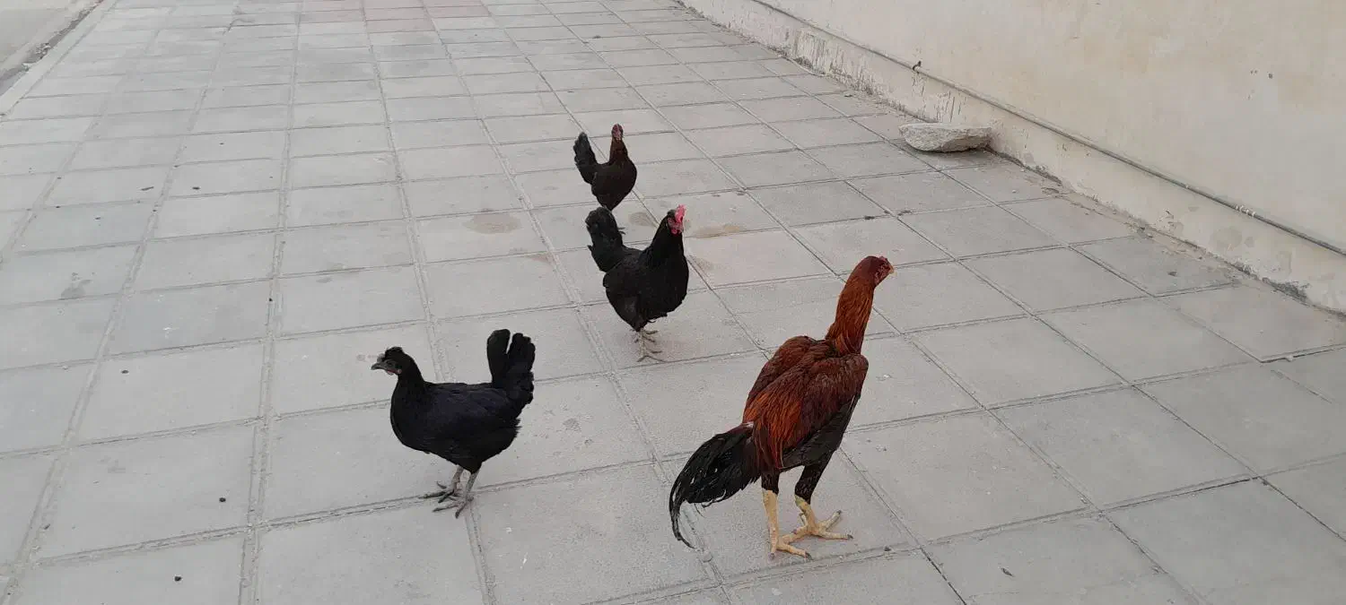 چهار عدد مرغ خوب|حیوانات مزرعه|خورموج, |دیوار