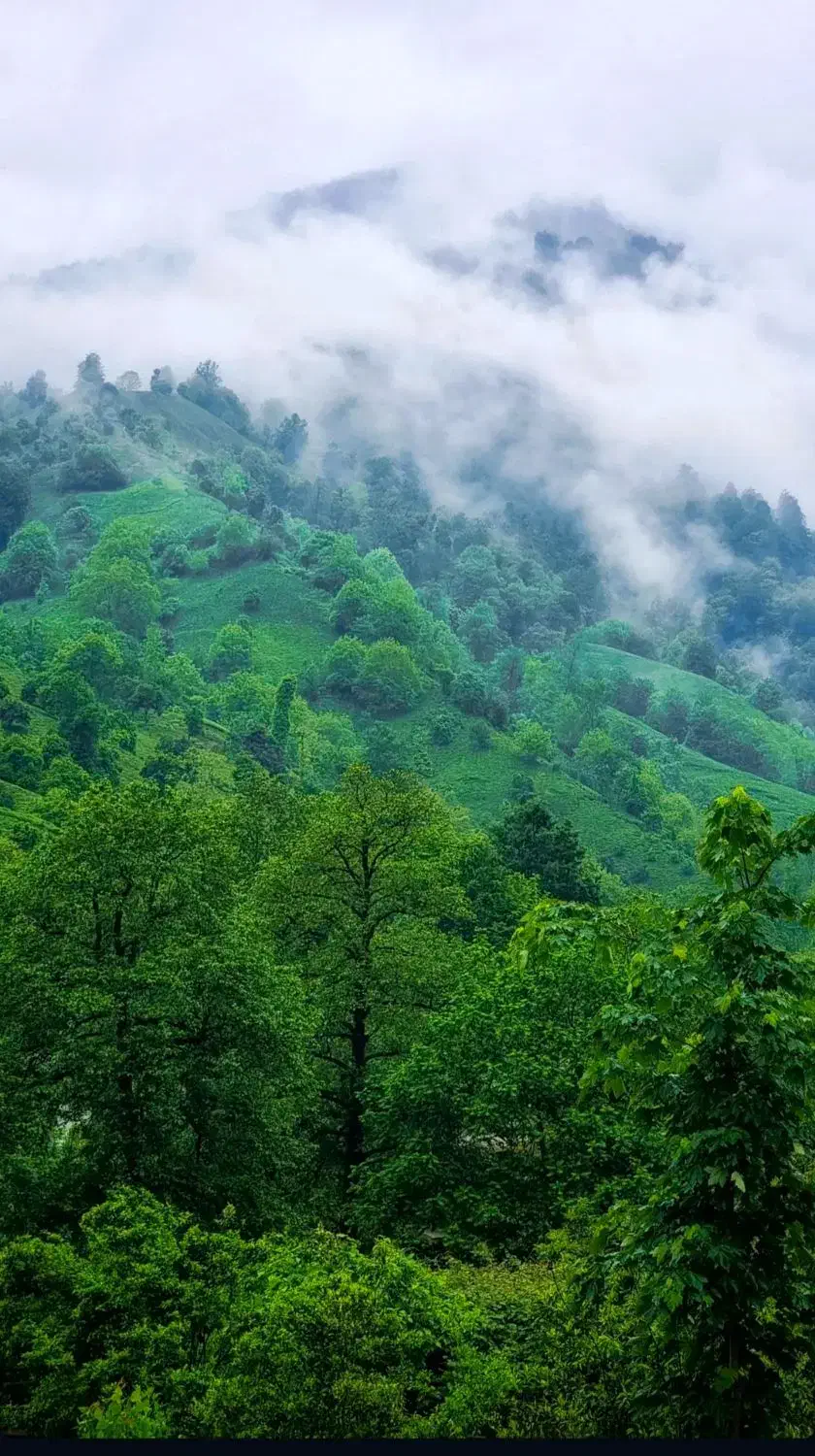 فروش زمین ۱۱هزار متری جنگلی در شفت|فروش زمین و ملک کلنگی|رشت, چله خانه|دیوار