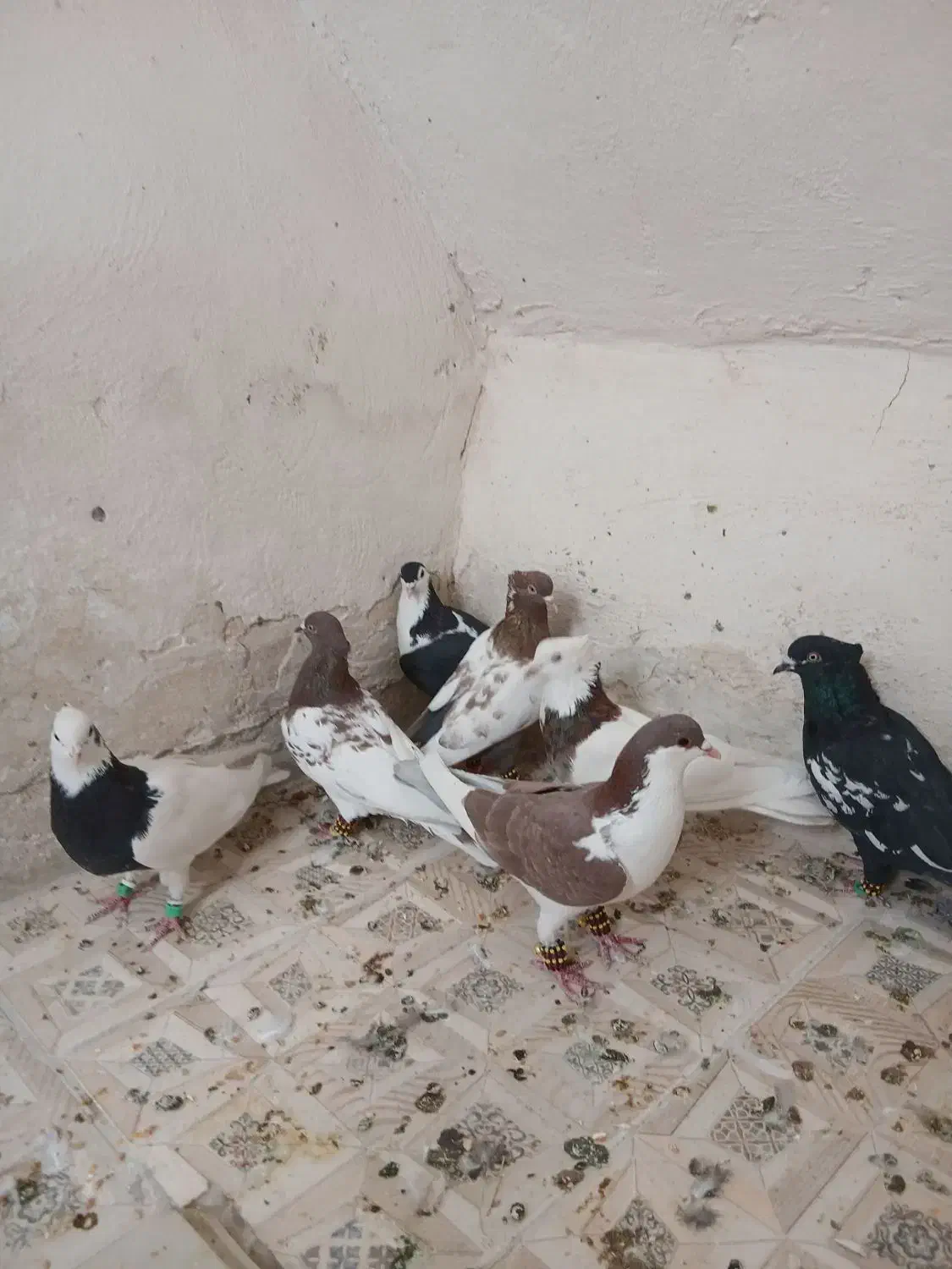 کفتر بازی هستن آلمانی و رنگه|پرنده|تربتحیدریه, حاجی یار|دیوار