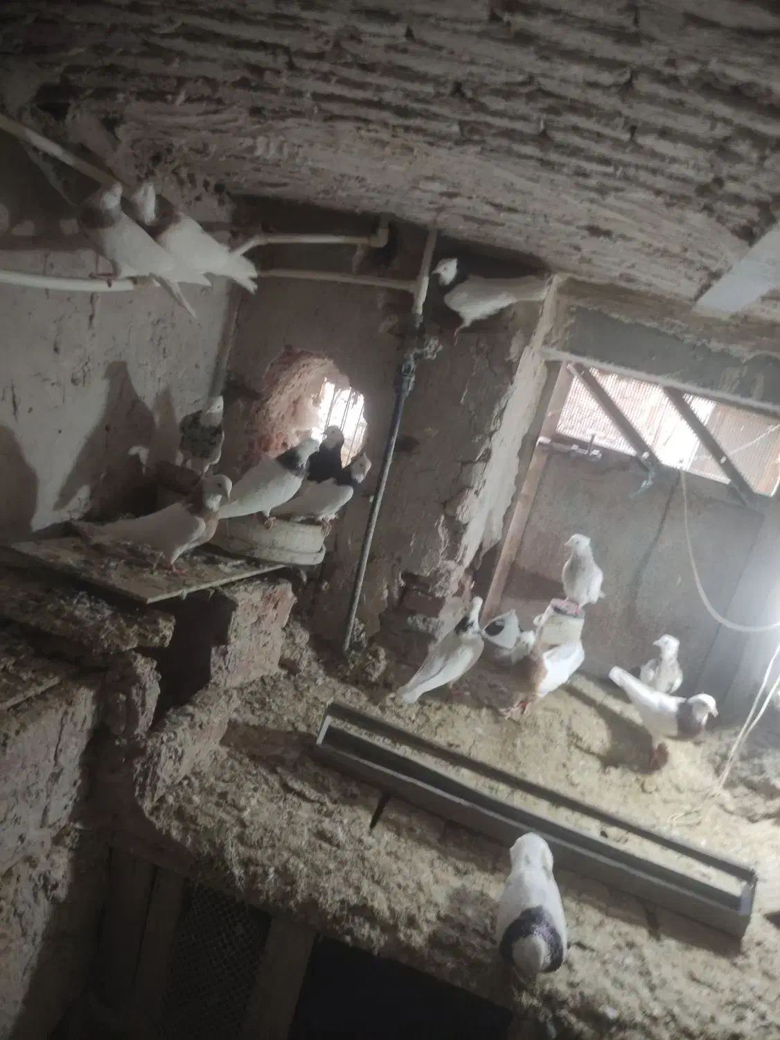 کبوتر طوقی وپارپارلی ودمی|پرنده|خسروشاه, |دیوار