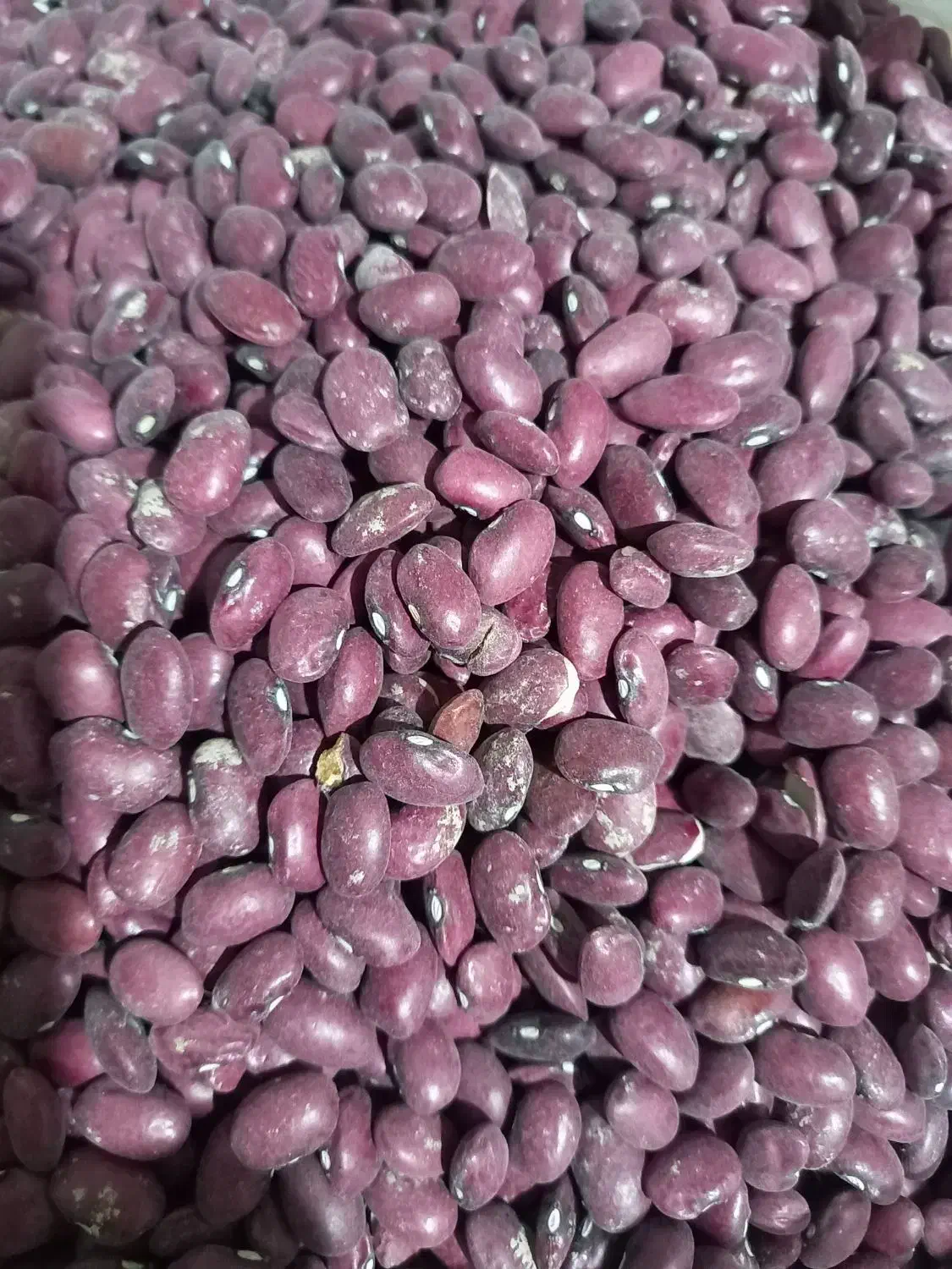 لوبیا قرمز|خوردنی و آشامیدنی|دینور, |دیوار