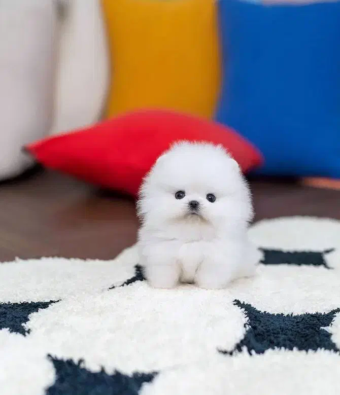 پامرانین خرسی|سگ|اصفهان, بهار آزادی|دیوار