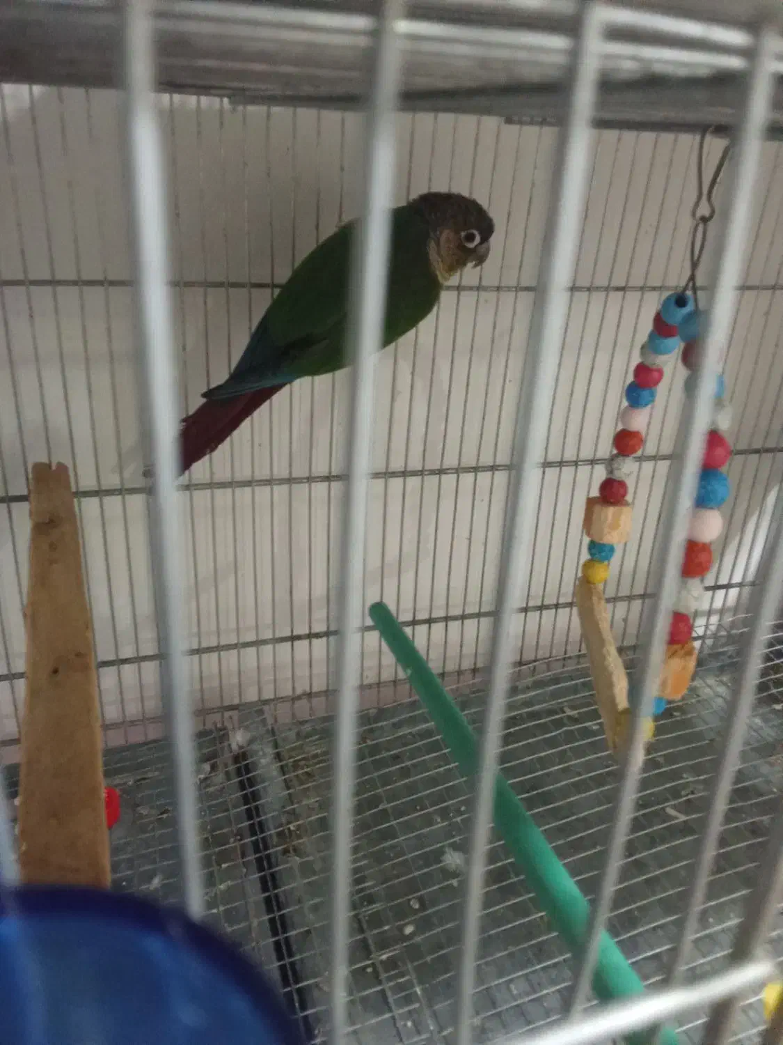 گیرینچیک مولد.|پرنده|بروجرد, |دیوار