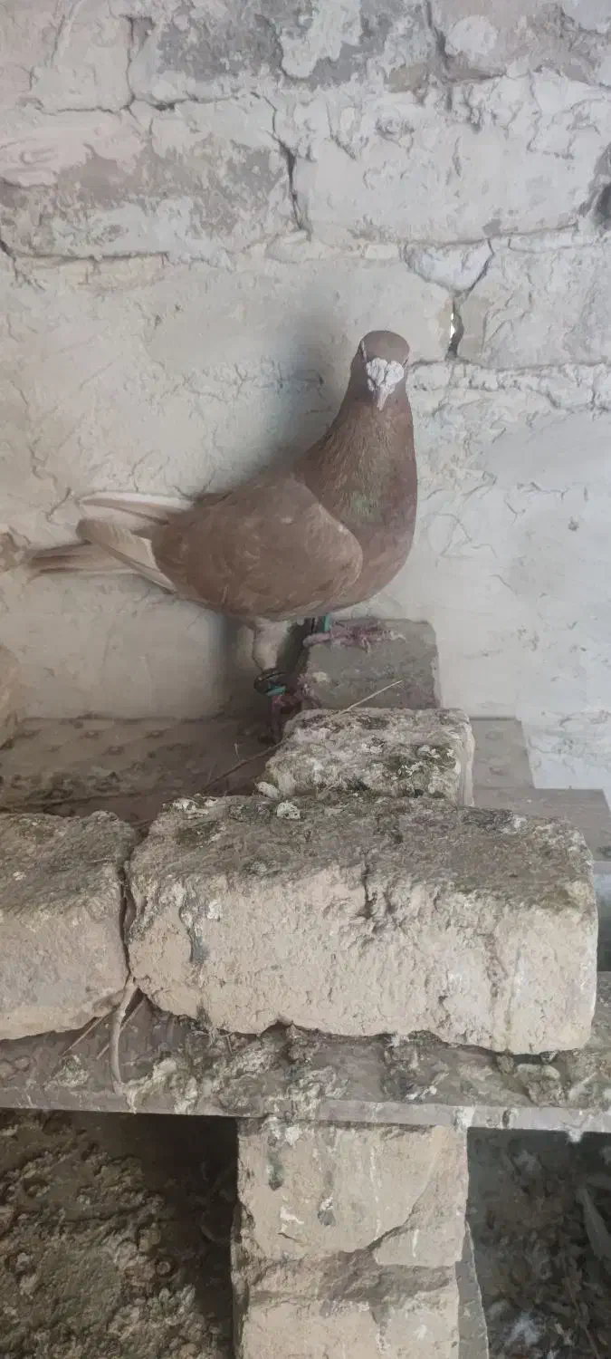 پرنده|پرنده|بردسکن, |دیوار