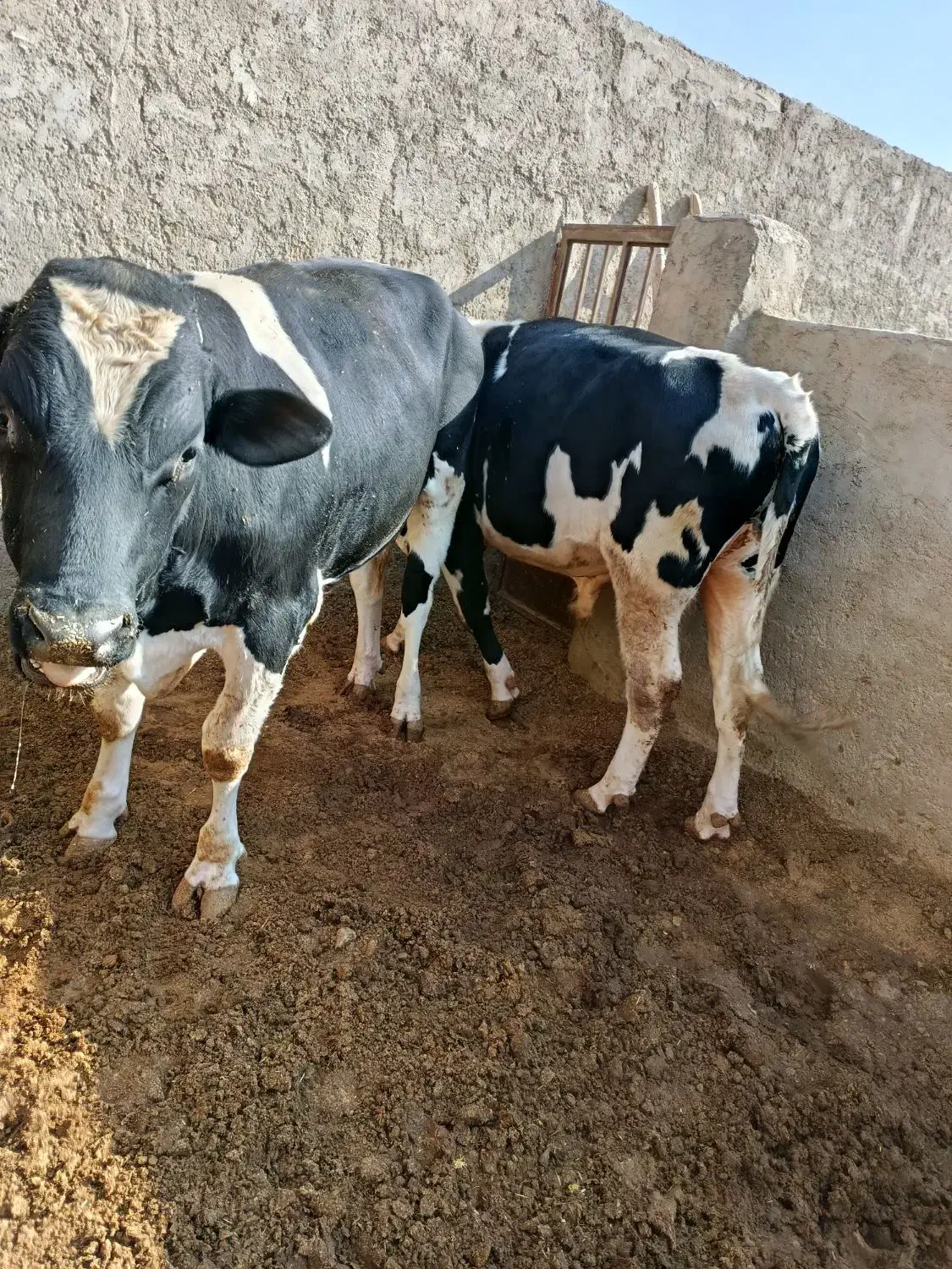 گوساله نر|حیوانات مزرعه|بادرود, |دیوار