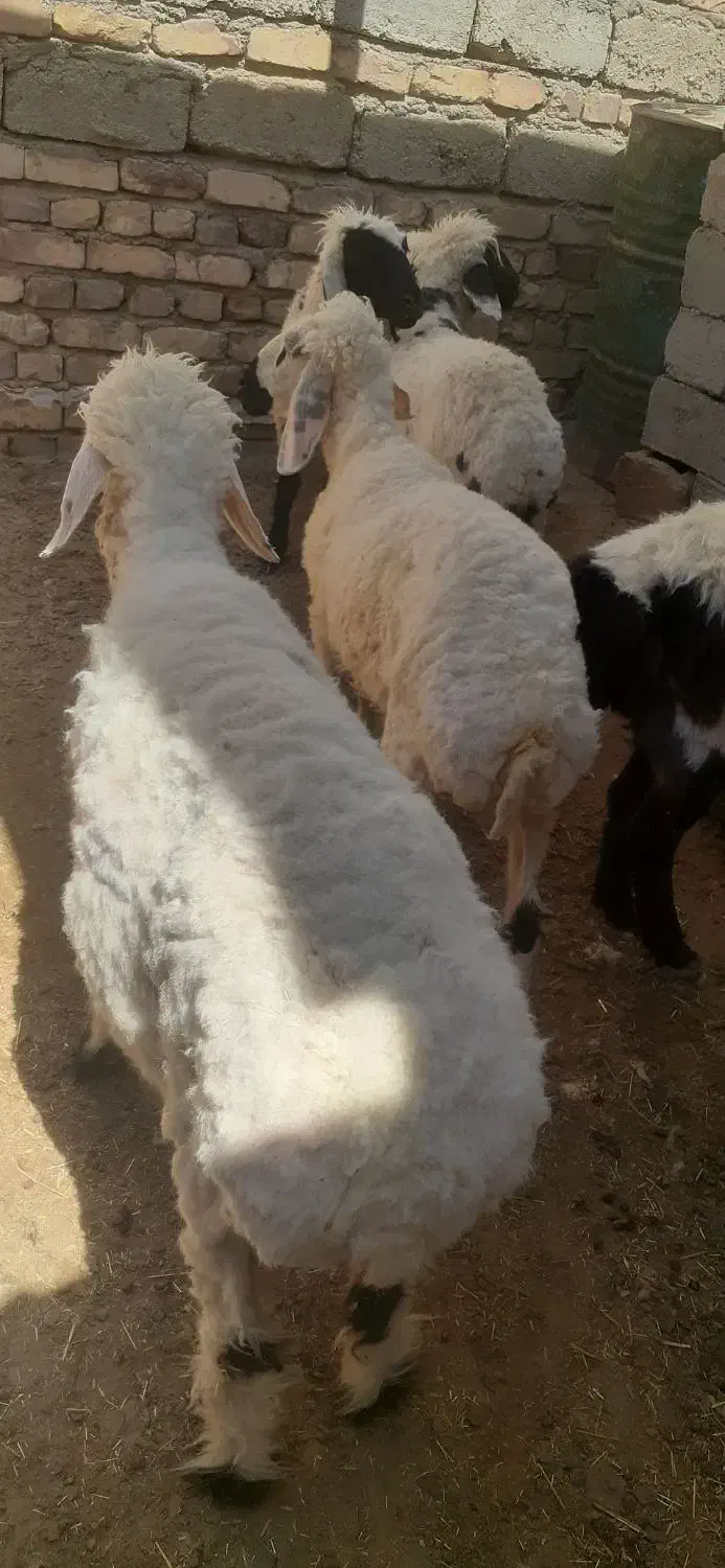 گوسفند ابست و بره|حیوانات مزرعه|زابل, |دیوار