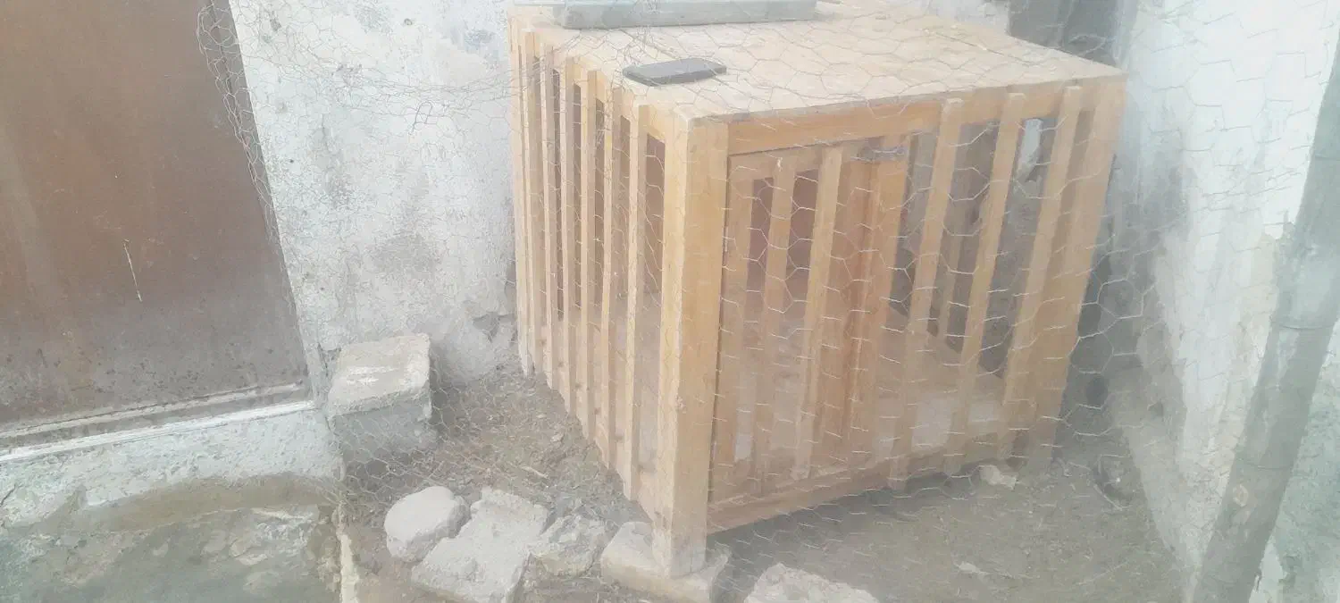 قفس خروس|لوازم جانبی حیوانات|بیستون, |دیوار