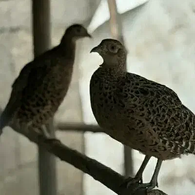 قفس پرنده . قرقابل|لوازم جانبی حیوانات|مشهد, چهارچشمه|دیوار