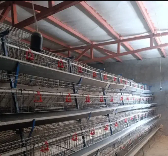 قفس تخمگذار|لوازم جانبی حیوانات|گناباد, |دیوار