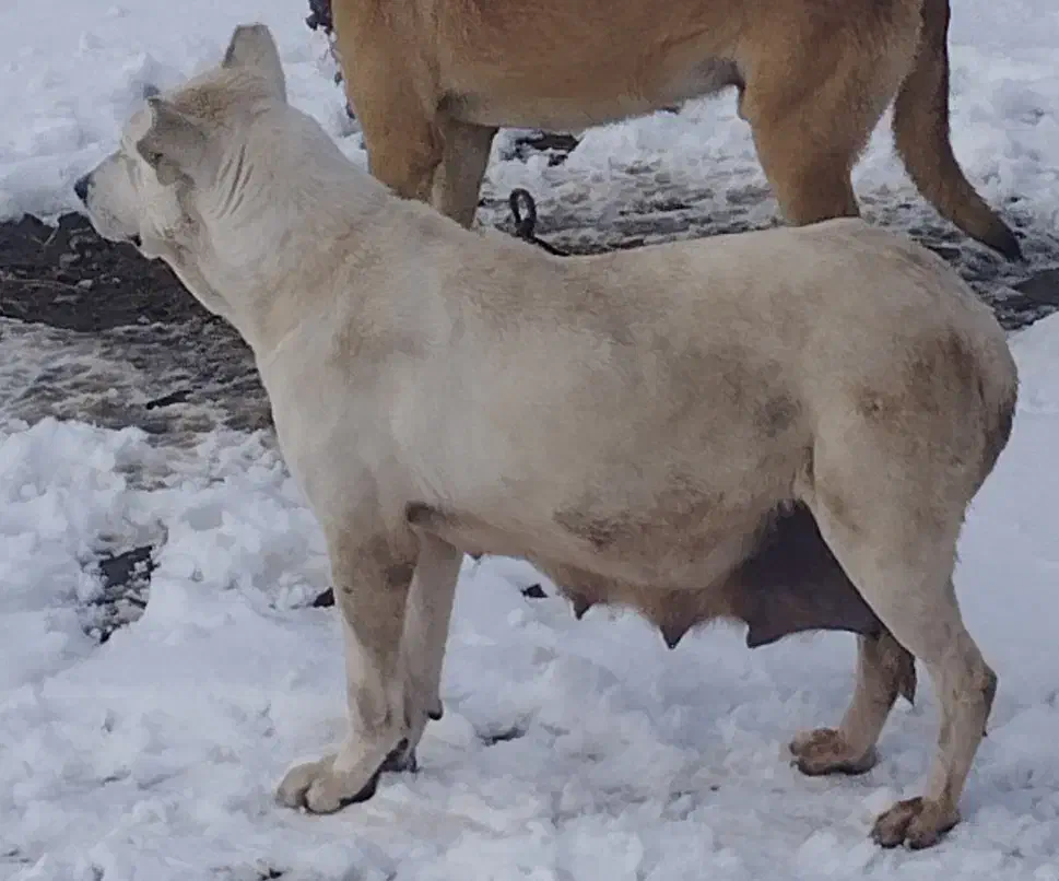 برای گله یا توله کشی|سگ|هریس, |دیوار