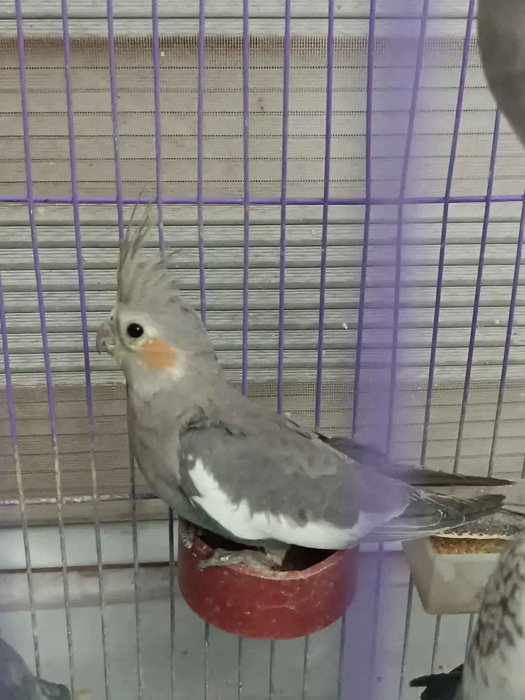 عروس هلندی نصف قیمت|پرنده|بیرجند, |دیوار