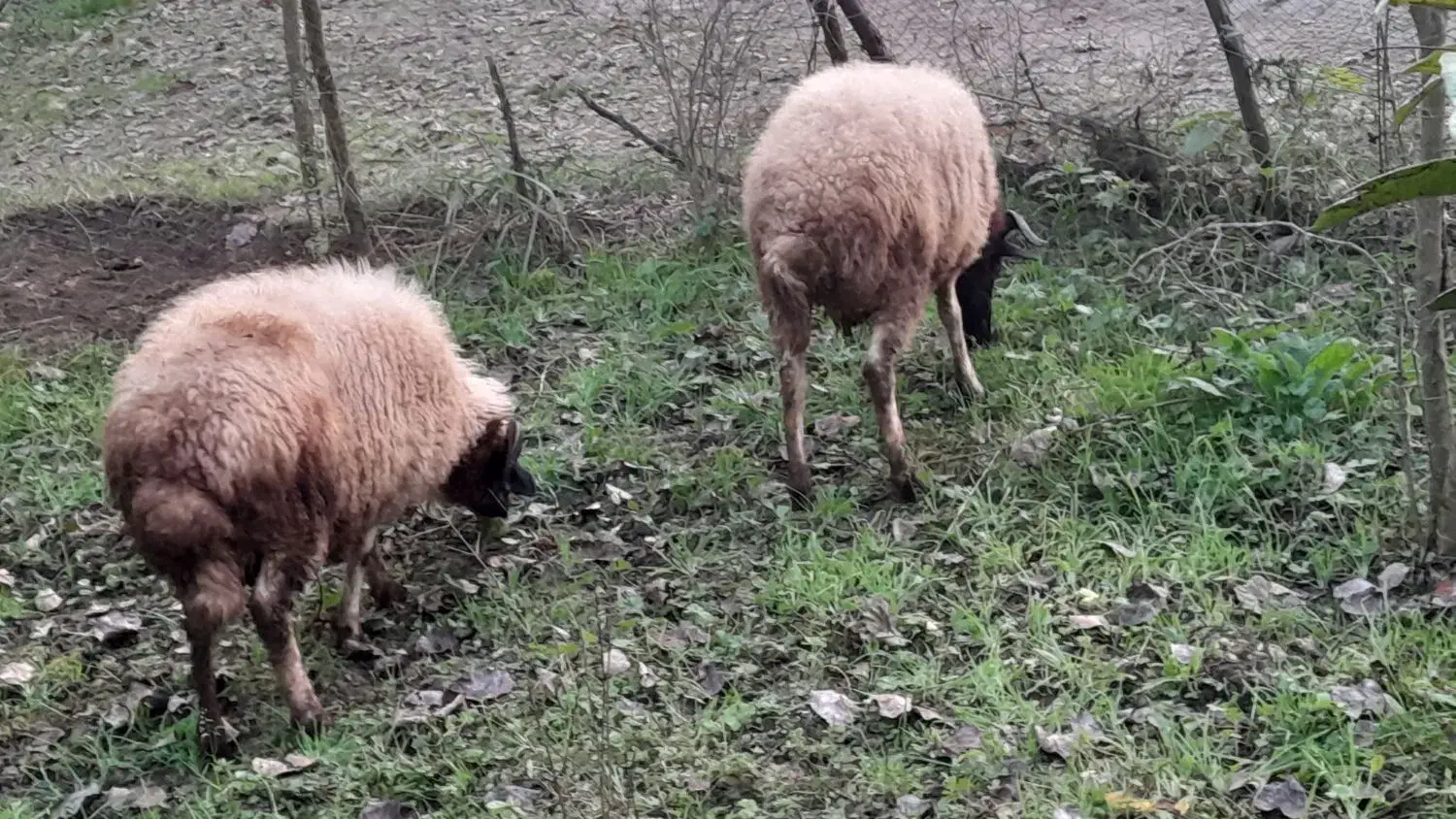 گوسفند|حیوانات مزرعه|اطاقور, |دیوار