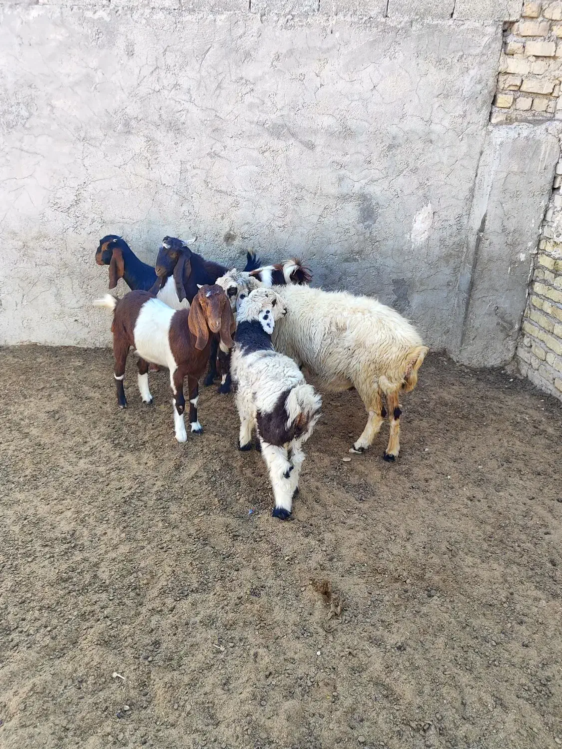 کهره و میش|حیوانات مزرعه|کوهنجان, |دیوار