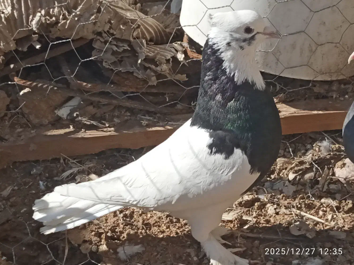 کبوتر|پرنده|داراب, |دیوار