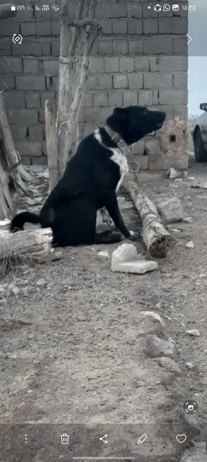 سگ اشپیز|سگ|بندرعباس, |دیوار