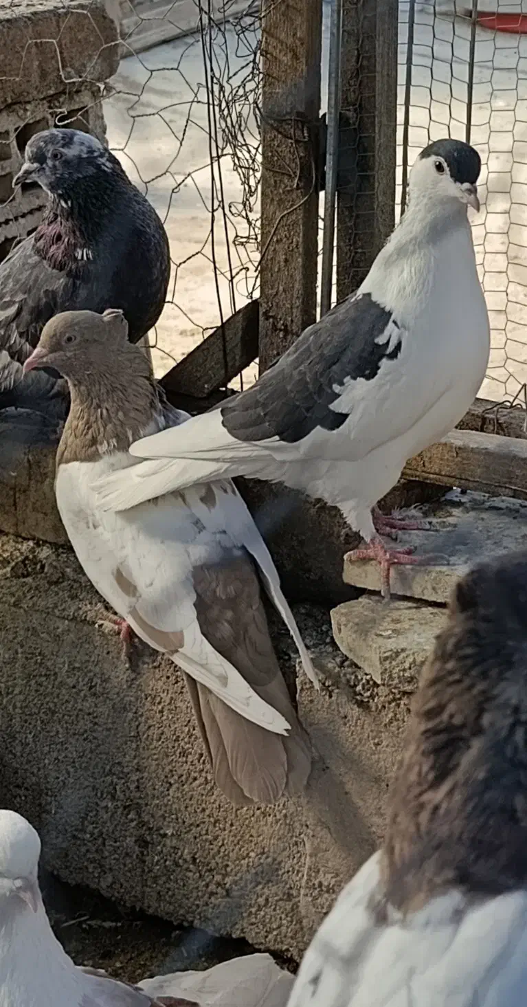 تعدادی ماده قشنگ و هوایی|پرنده|دورود, |دیوار