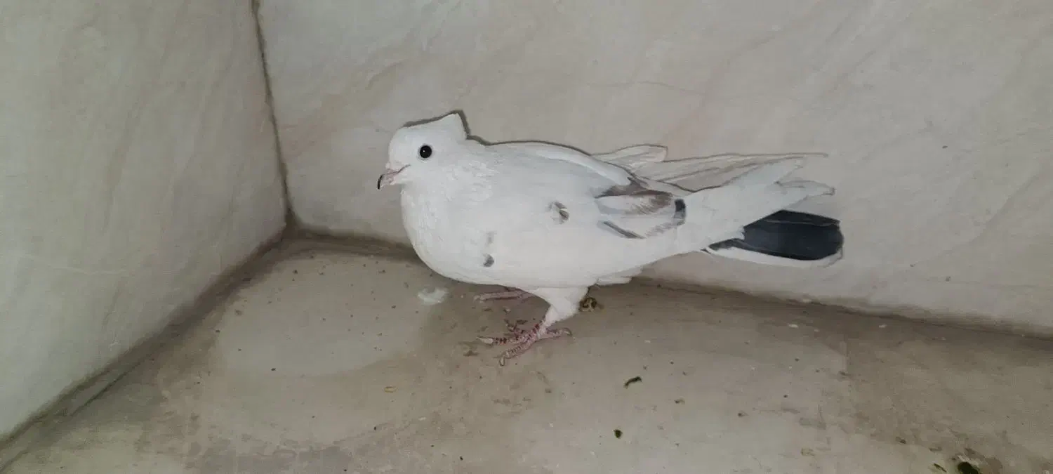 کبوتر و کفتر|پرنده|کهریزک, |دیوار