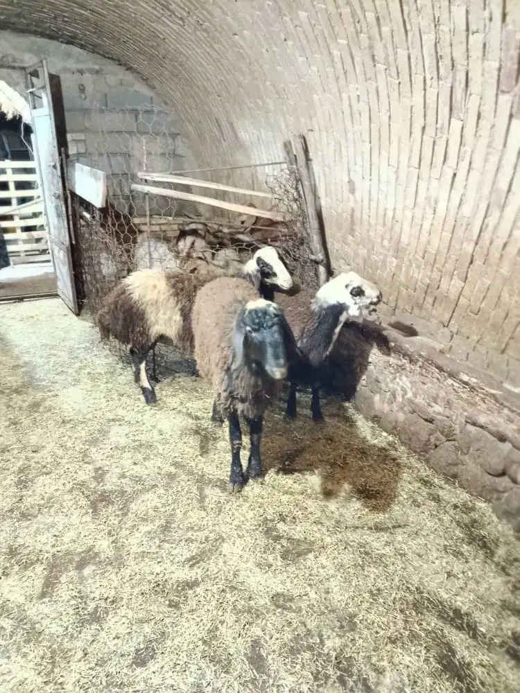 ۳راس بره نر،بز و بزغاله فروشی|حیوانات مزرعه|ازنا, |دیوار