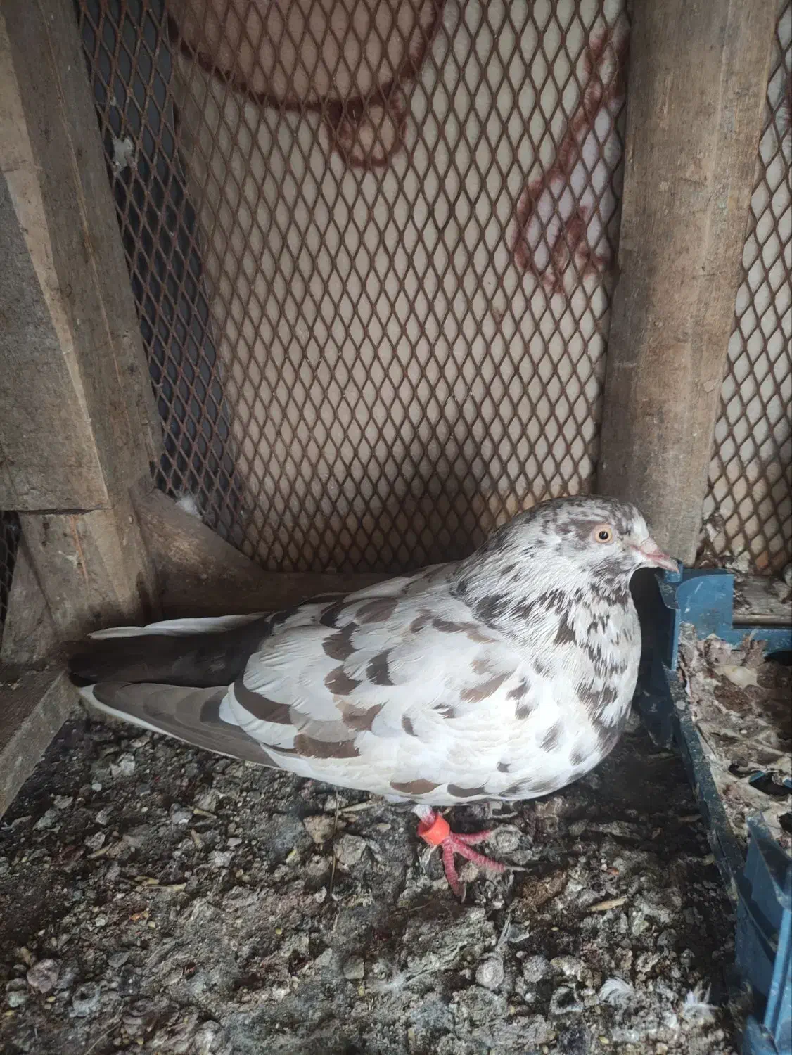 کفتر|حیوانات|بیرجند, |دیوار